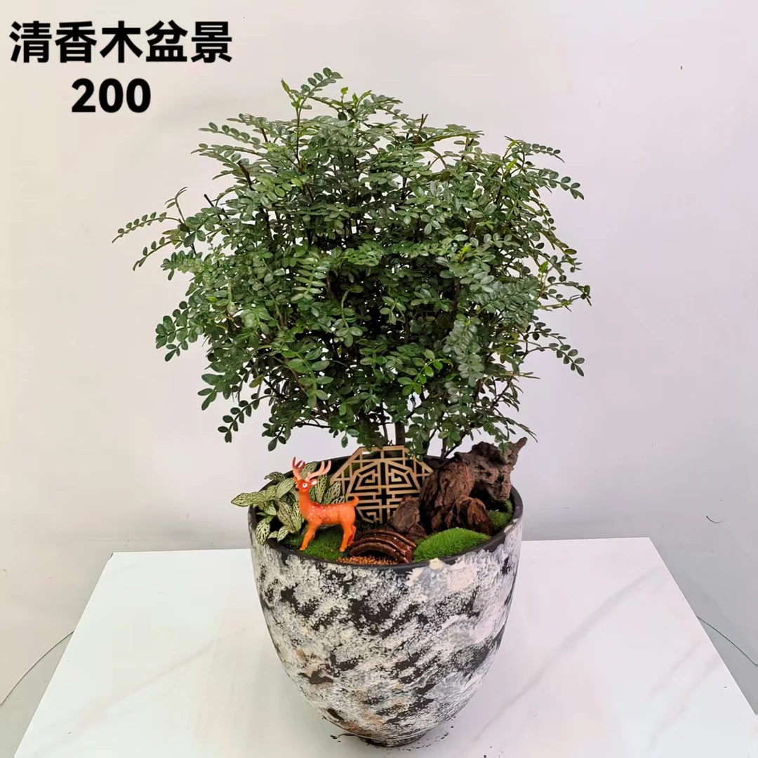 清香木桌面盆景1盆