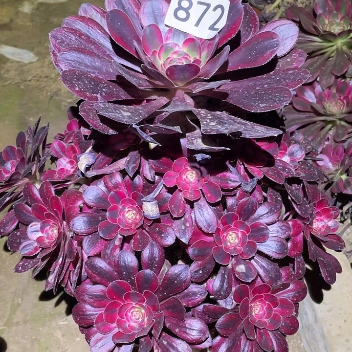 多肉植物法师872箱奶儿