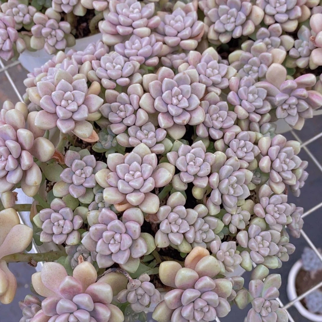 丸叶姬秋丽多头群生带盆土
