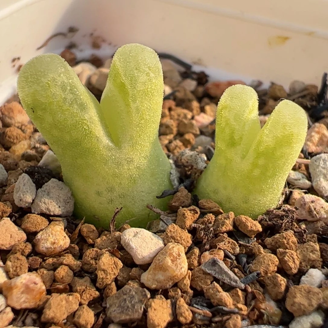 047多肉植物百科