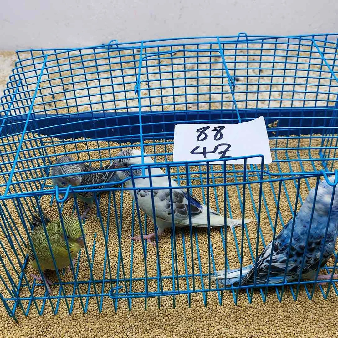 虎皮鹦鹉是**呀虎皮