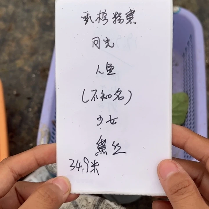 无花朵香槟粉黛，月光，人鱼，不知名，少女，黛丝