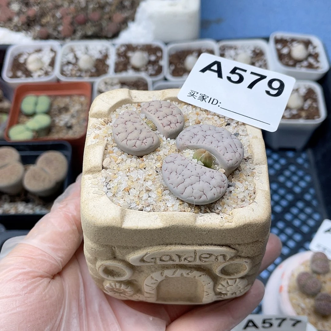 荒母本福利带盆579