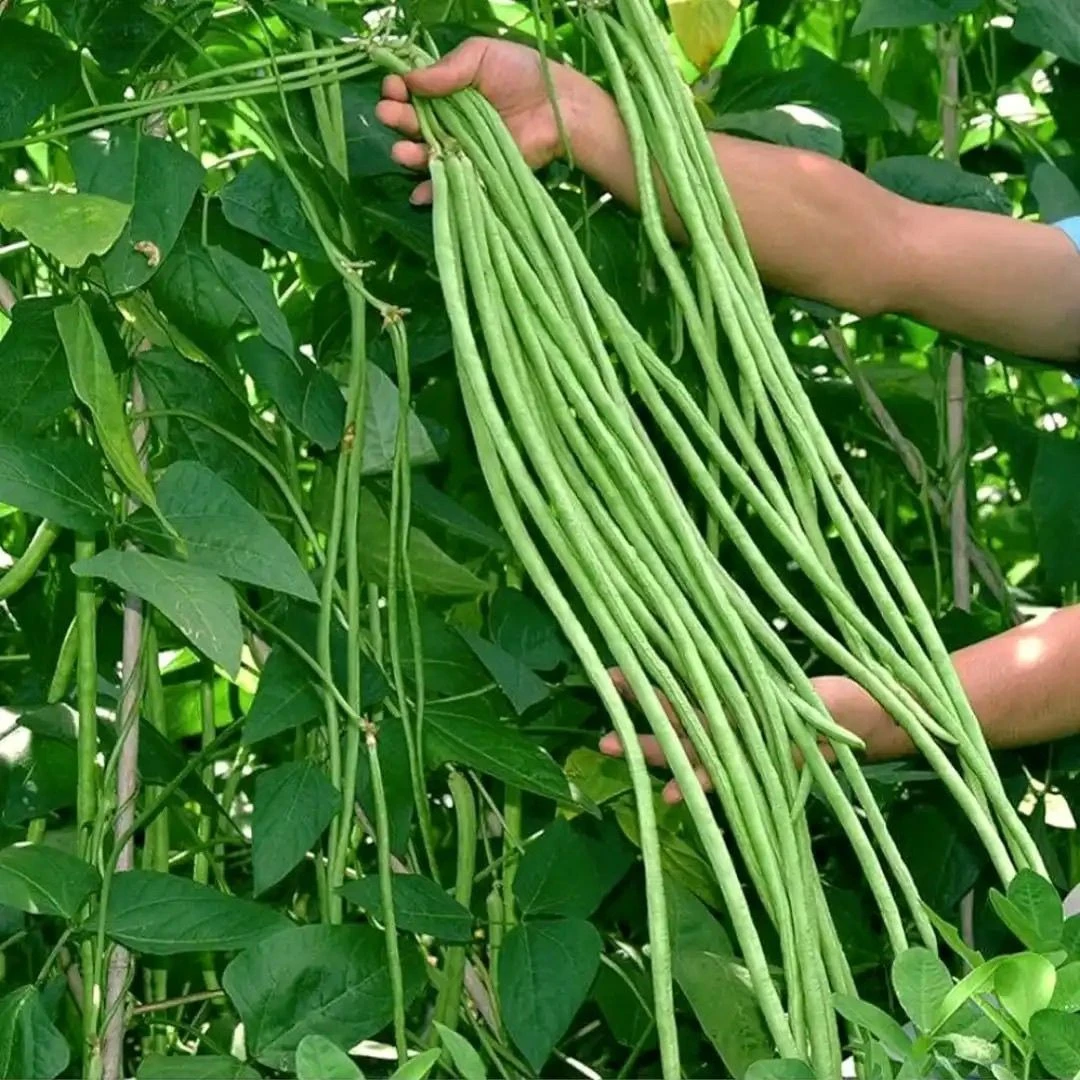 新鲜豇豆长豆角农家自种蔬菜当季时令蔬菜新鲜现摘豆角可泡酸豆角