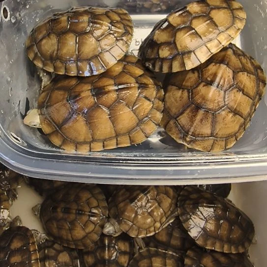 母绿毛龟小青四个六左右