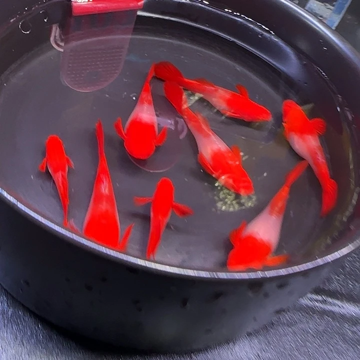 孔雀鱼涵*102，8条