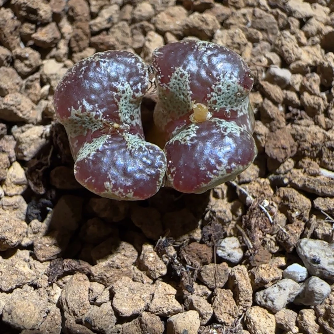 肉锥多肉植物组合-蝴蝶1023