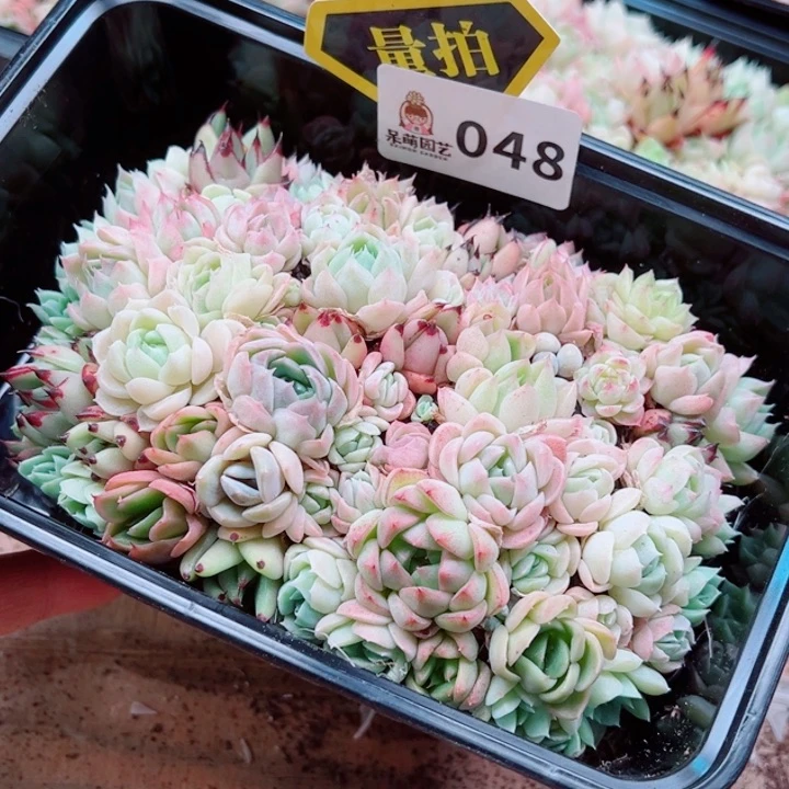 多肉植物多肉植物