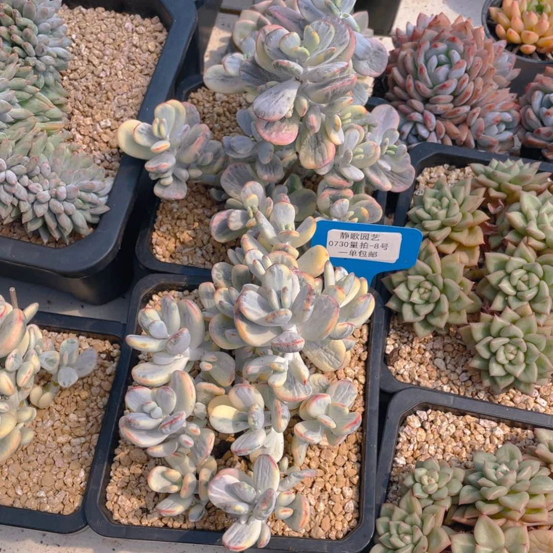 0730-8-大群乒乓锦一颗