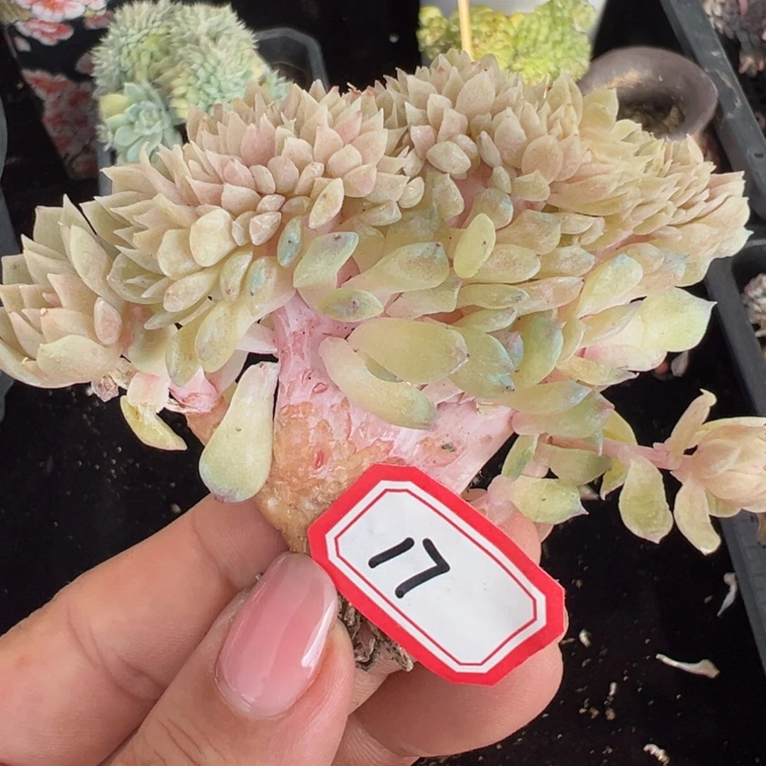 新年快乐 新年快乐