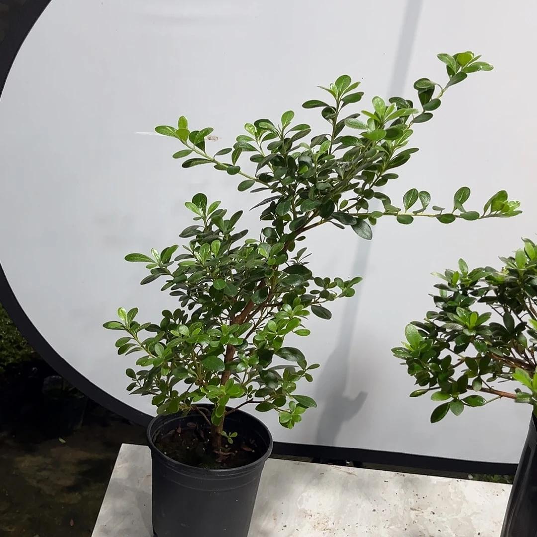 皋月杜鹃花天龙姬