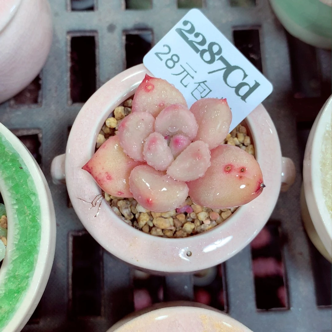 5厘米盆精控多肉2287