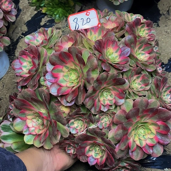 倾摇老桩朵朵法师820号