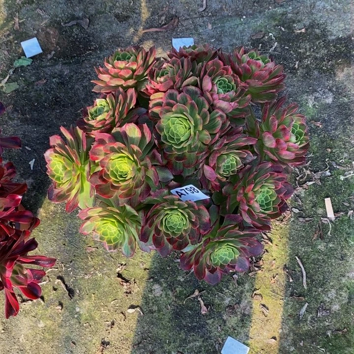 万黄锦多肉植物798