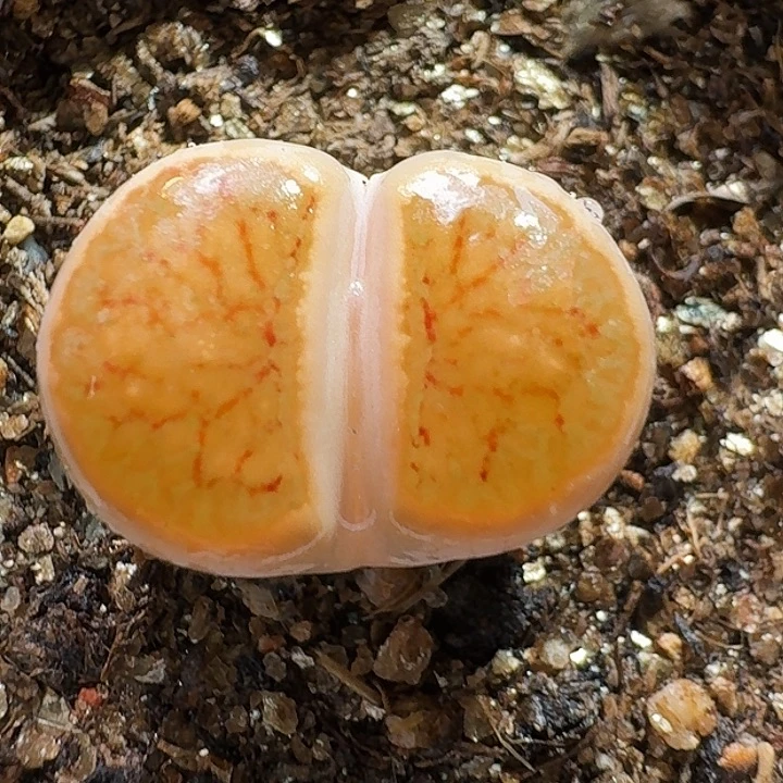 生石花2333:：：。  15