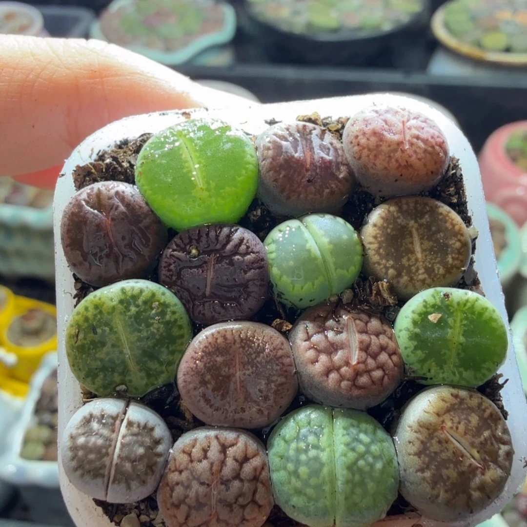 朱***朱多肉植物福利冲冲冲750