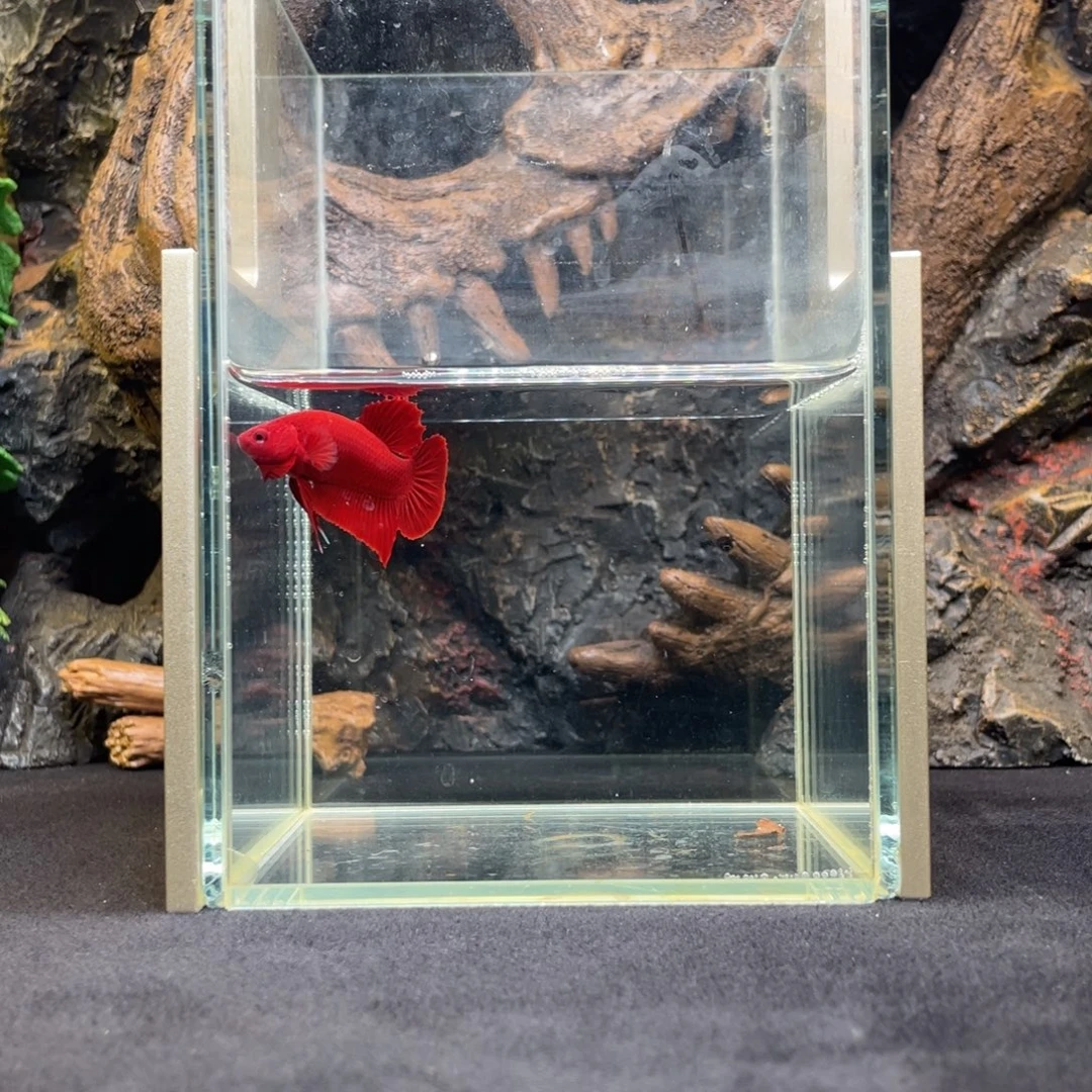 斗鱼十二月七日竞价