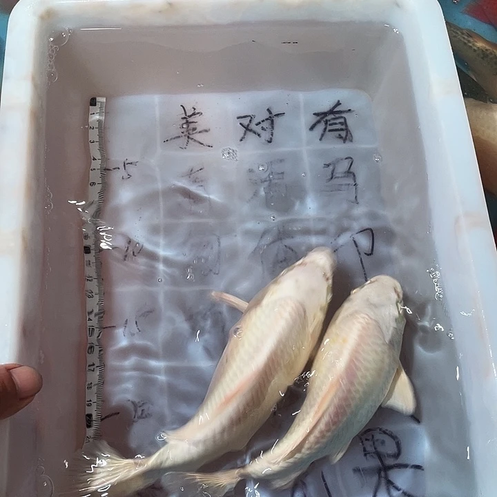 蝴蝶鲤鱼渔场直发108