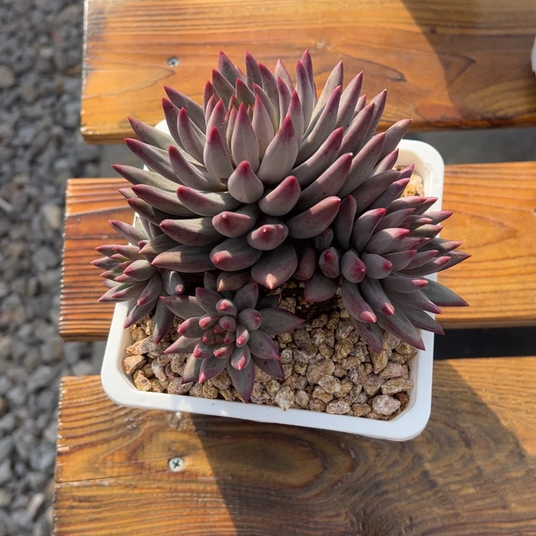 张张精品多肉甄选虞美人