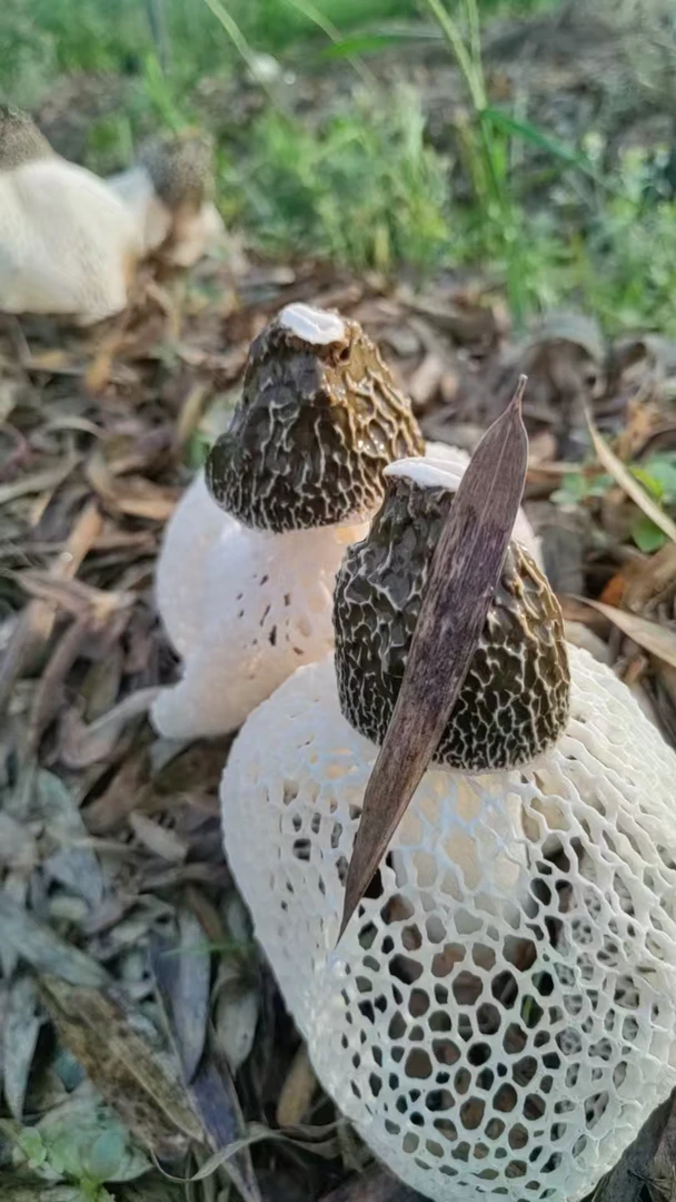 宜宾蜀南竹海长裙竹荪特级干货食用农产品（送筷子1把）