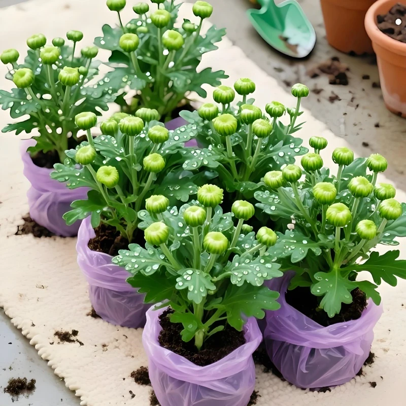 大菊花盆栽四季开花室内外重瓣菊花苗多年生植物花卉绿植阳台庭院