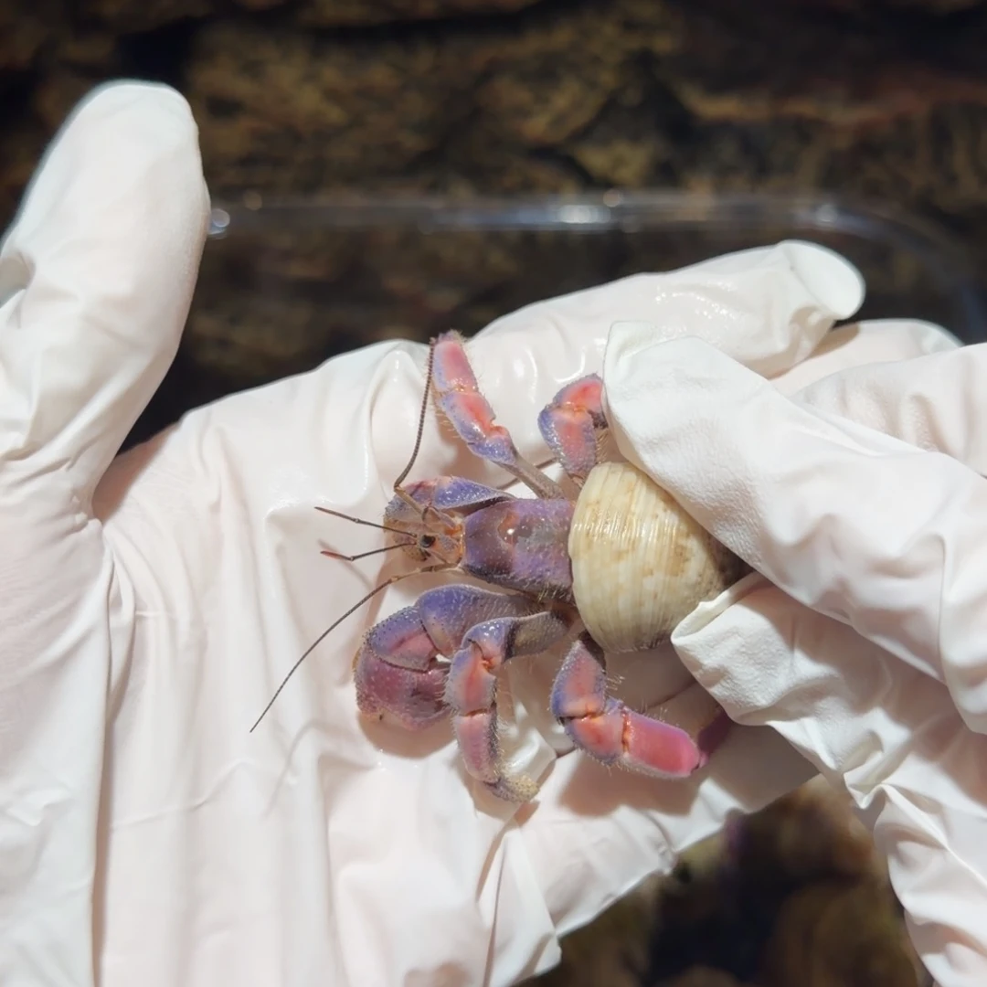 1号 2.4口 紫粉胖球