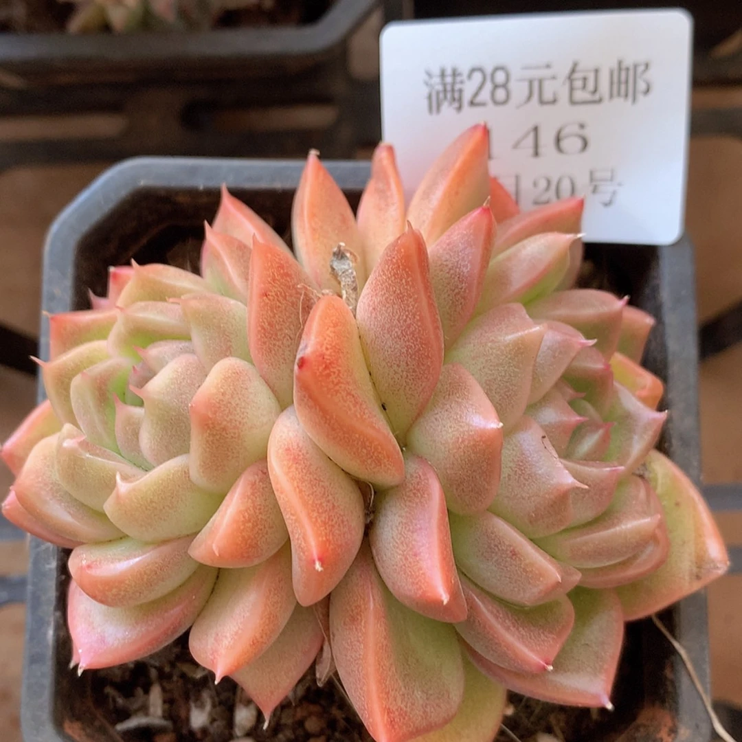 【闪购商品】云146号
