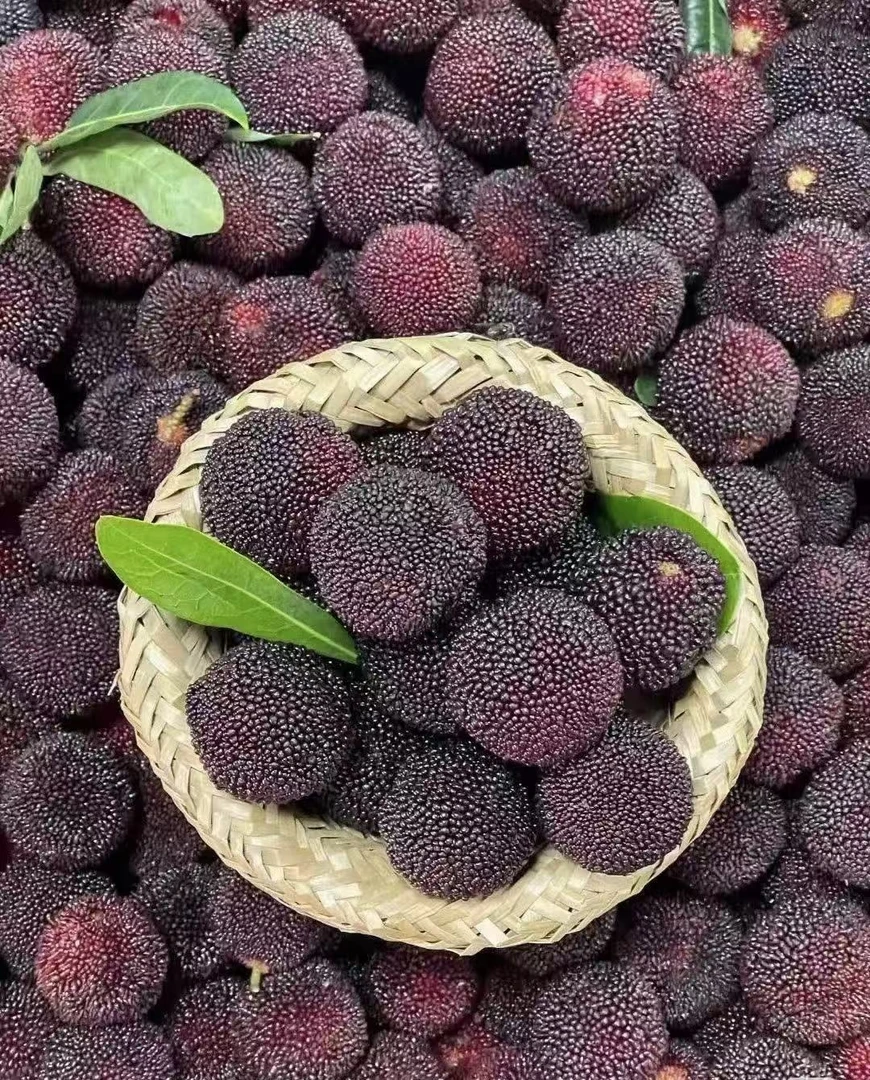 【空运包邮】正宗漳州杨梅新鲜水果真空包装孕妇可吃时令鲜果酸甜