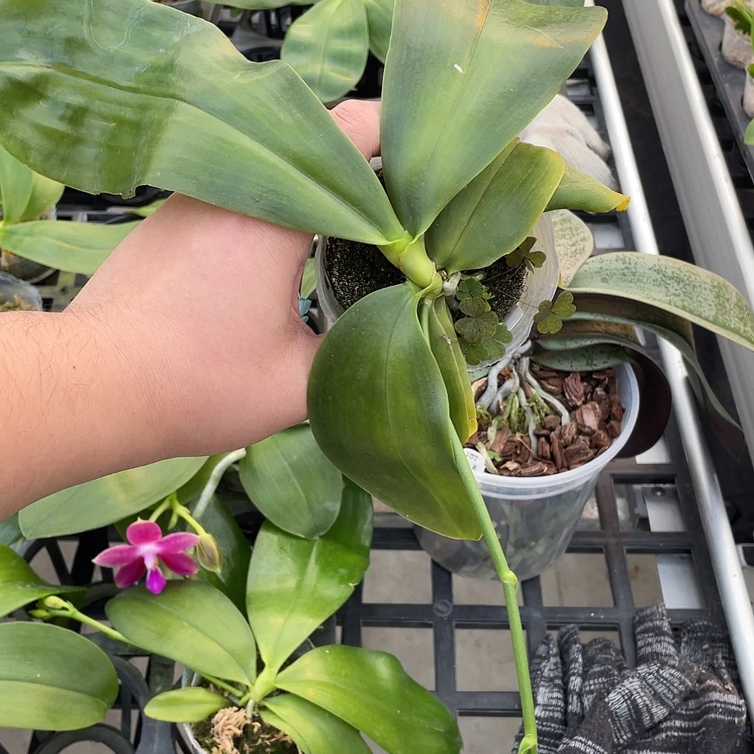 完全开放安汶男孩交品 不售后546号