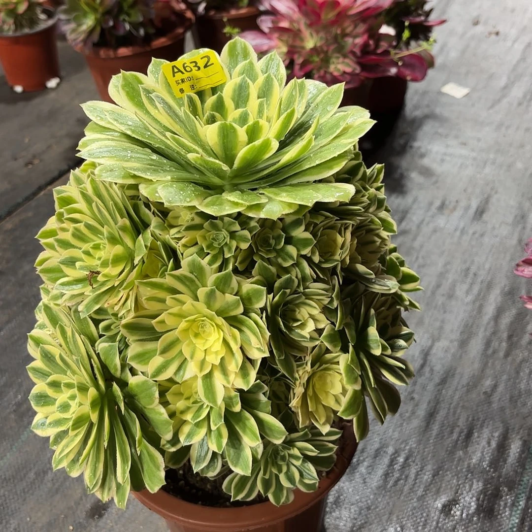 颜宁632多肉多肉