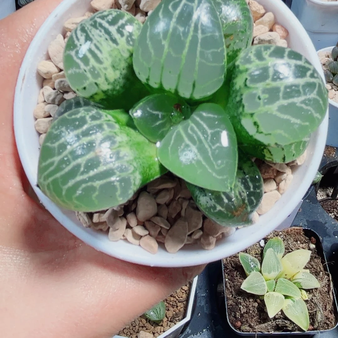 水晶康平多肉植物666