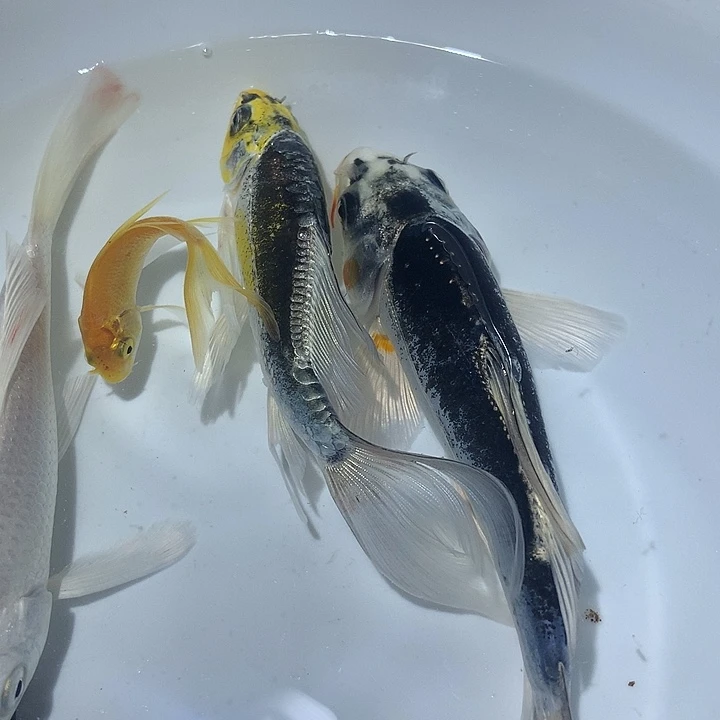 锦鲤龙系小锦鲤8厘米