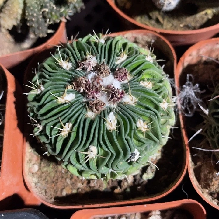 石生根多棱玉满25包邮