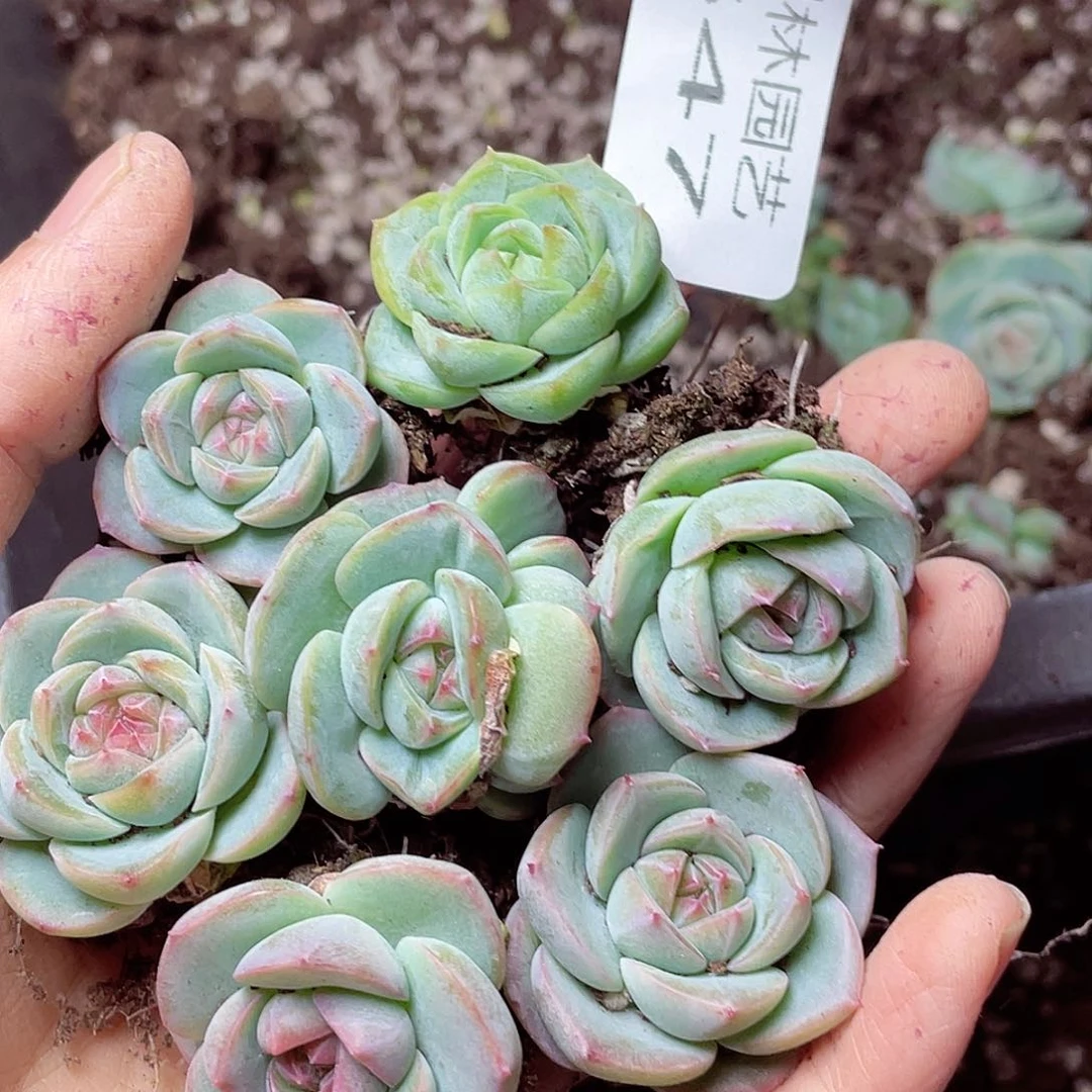 多肉植物多肉植物547