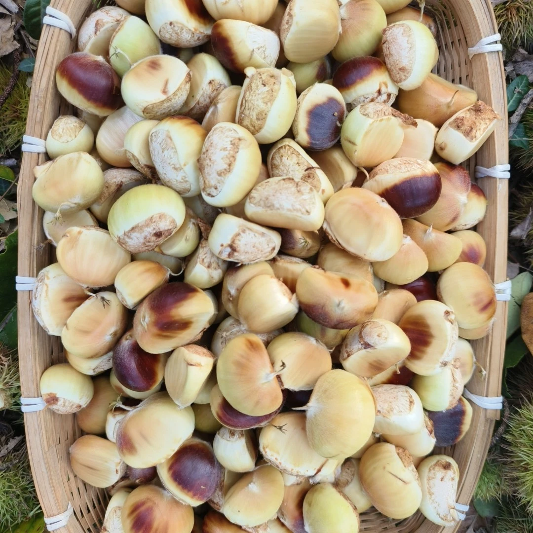 2025湖北大别山新鲜花壳板栗现摘现发
