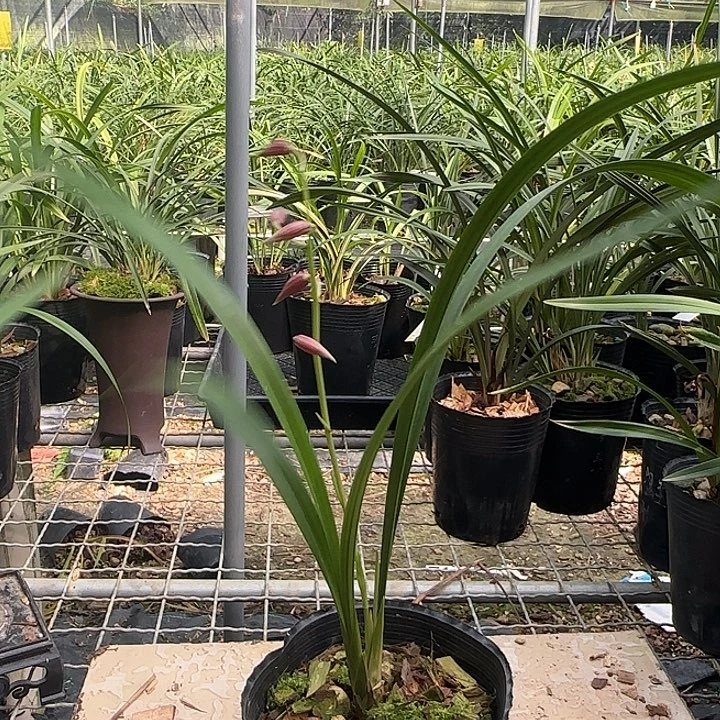 完全开放喜羊羊秋榜