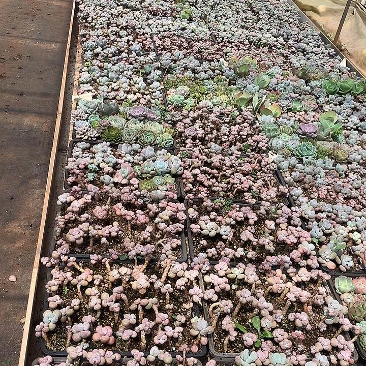 无花朵婆婆破头哦哦哦，你，哦我，yi yi mingm