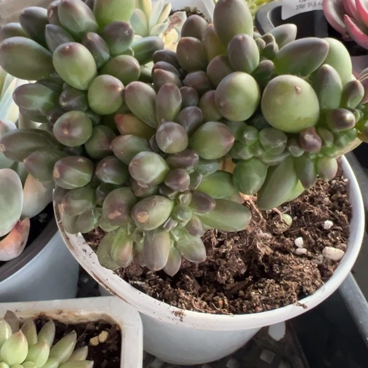 千代田缀多肉植物