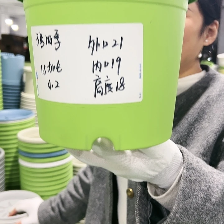 特价3号口21高18果绿色10只无托