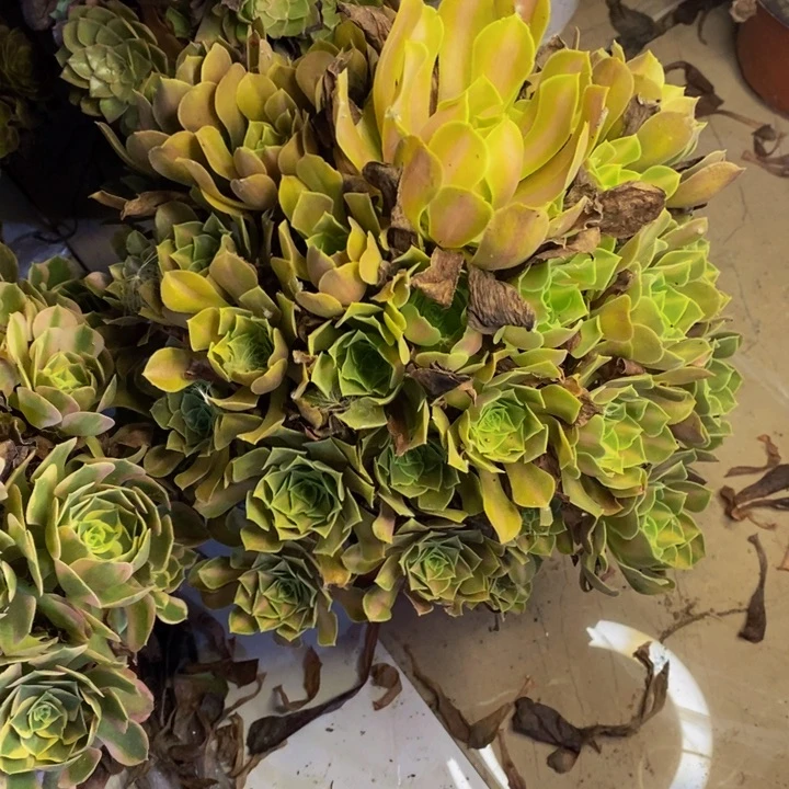 中班锦多肉断头不包2238