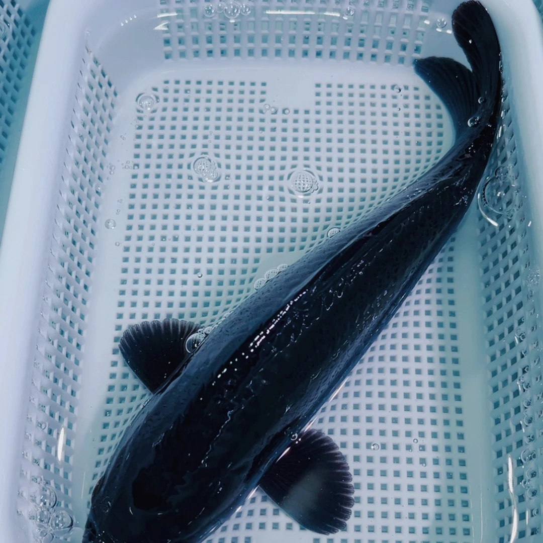 锦鲤锦鲤冷水鱼观赏