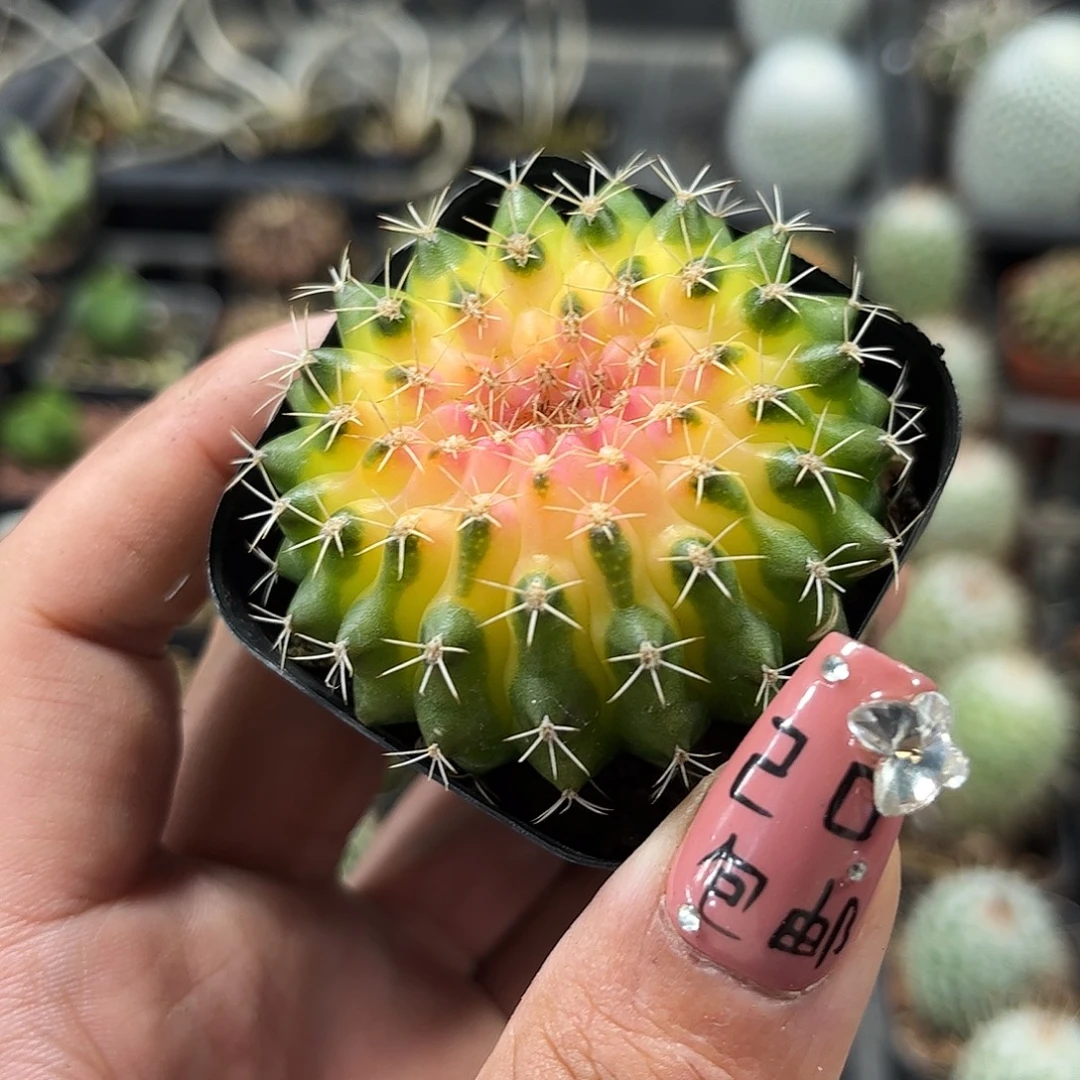 猪大肠单头发货单头发