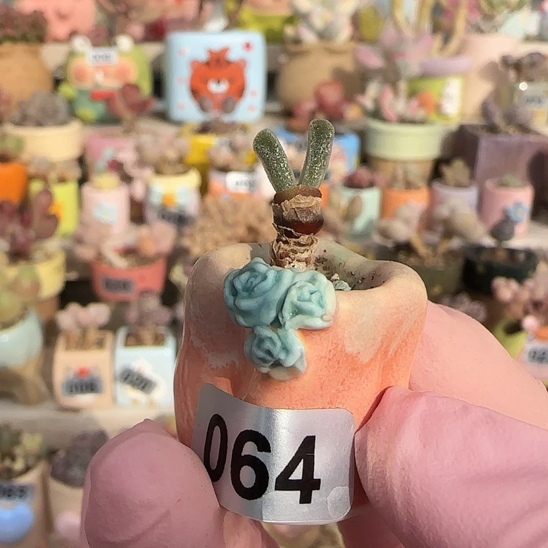 可爱兔子 盆口1.8cm