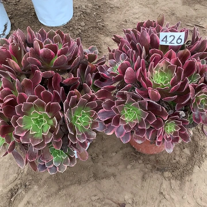 无花朵426两颗金丝缺多肉植物
