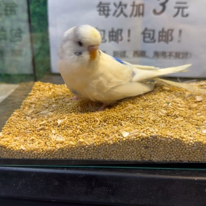 虎皮鹦鹉大头虎皮鹦鹉