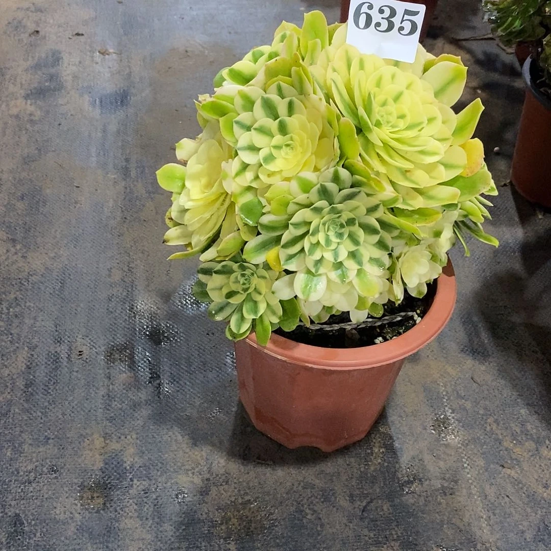 唐**韵辛尼亚635多肉植物