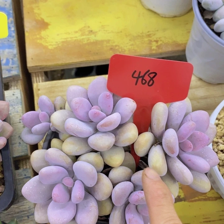 开心多肉，2周年快乐