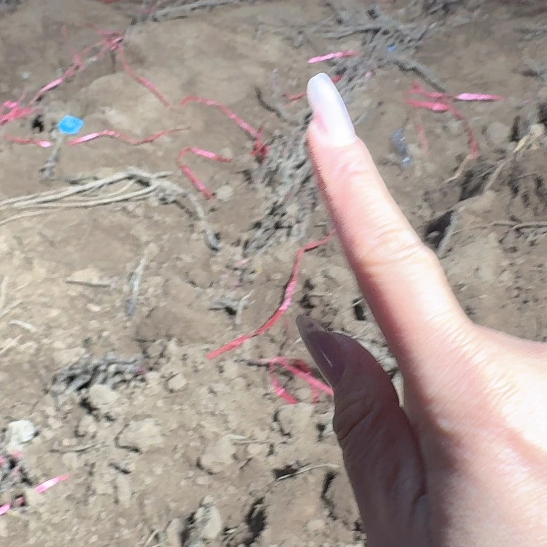 无花朵11111111111