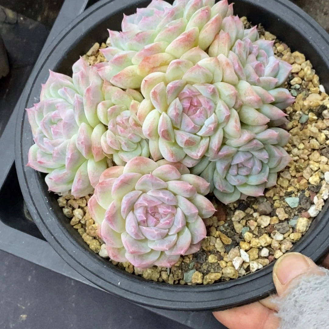 精品多肉一物物一拍不包整190