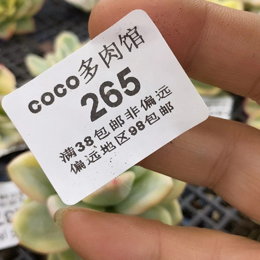 265伊莉莎白覆轮锦炸多肉植物